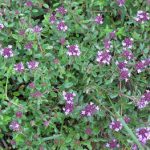 macierzanka piaskowa