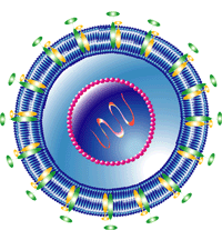 hcv struktura