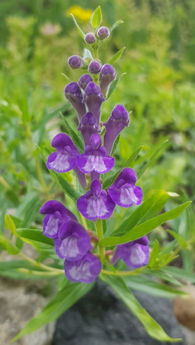 tarczyca bajkalska